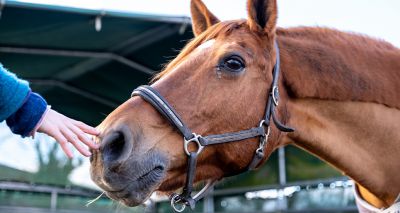 Horse react to smell of fear, study finds